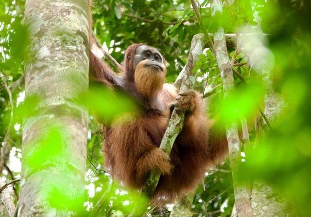 Flanged male orangutan in the forest canopy